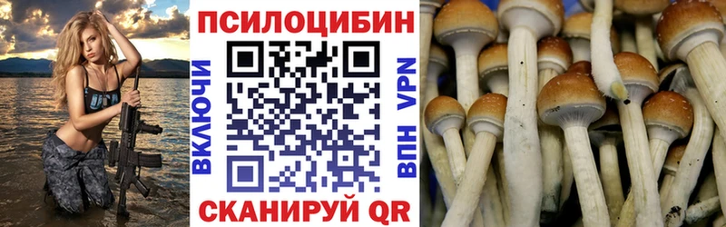 Псилоцибиновые грибы Cubensis  как найти   Абакан 